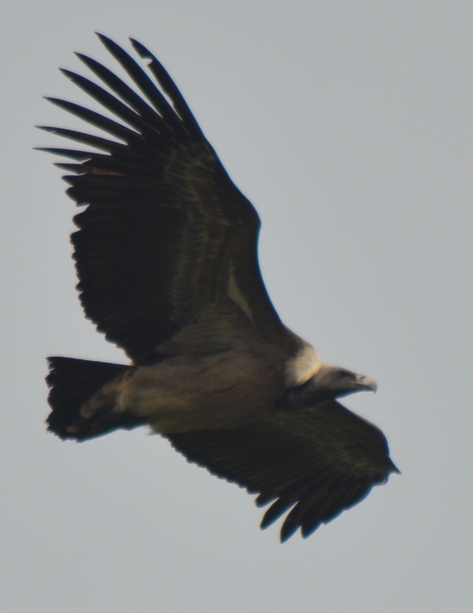 Indian Vulture - ML395088711