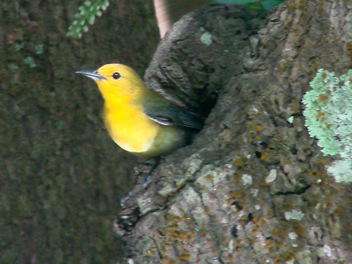 Prothonotary Warbler - ML39509081