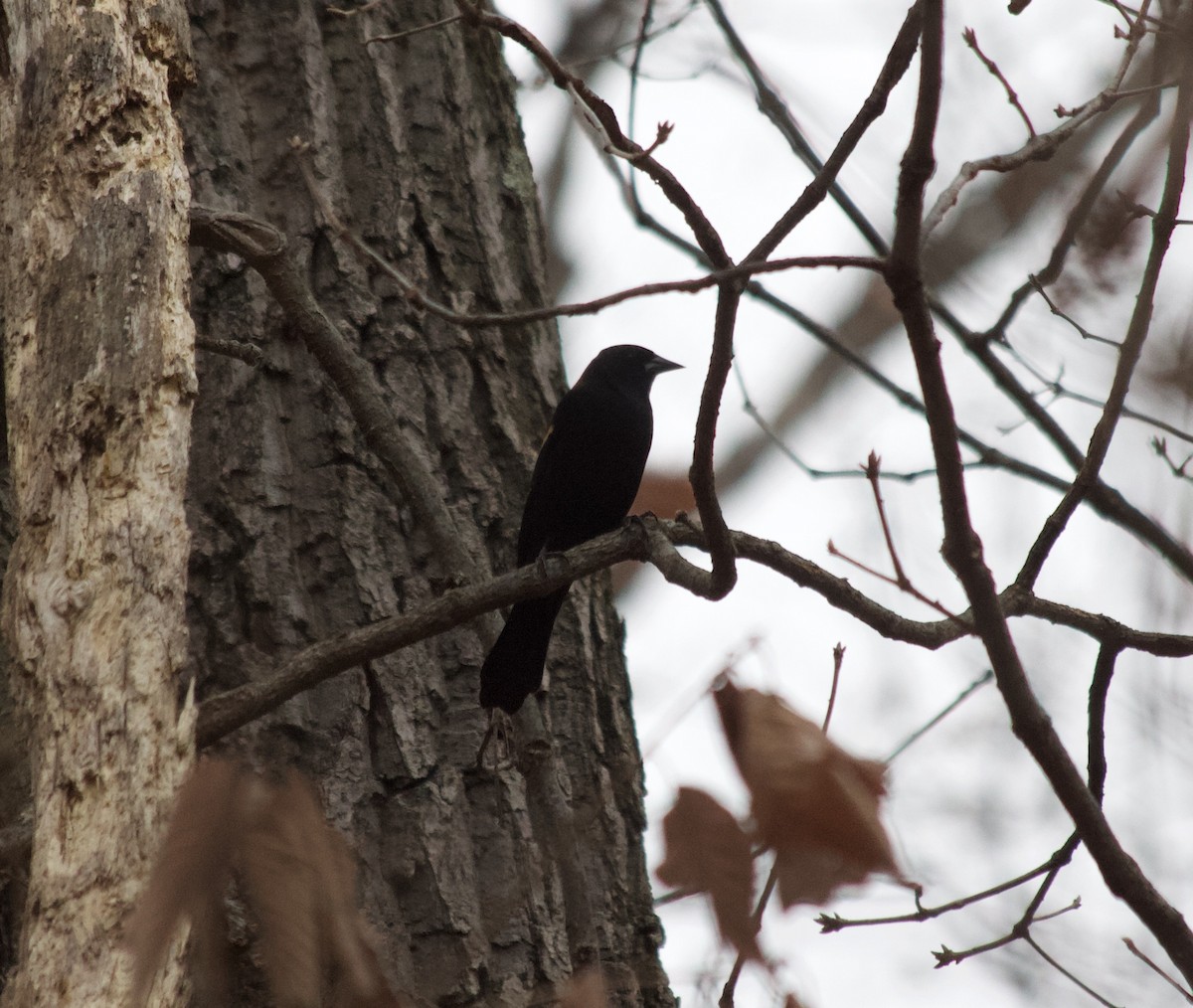 Red-winged Blackbird - Guy Foulks🍀