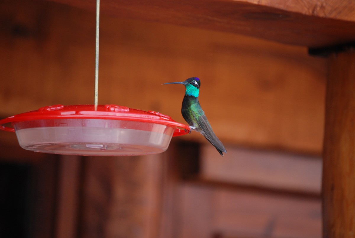 Rivoli's Hummingbird - Robert Neill