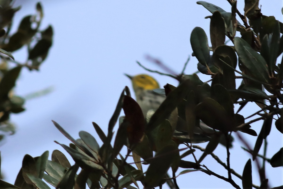 Black-throated Green Warbler - ML395097631