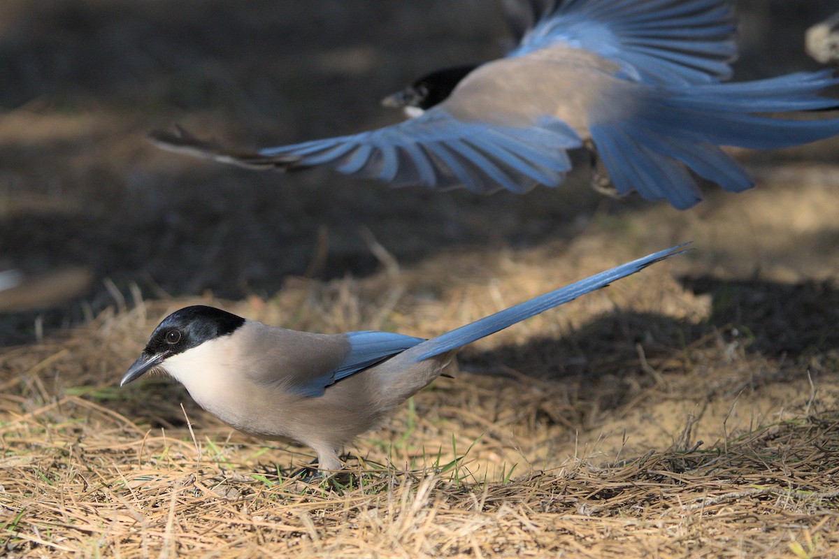 Iberian Magpie - Vicent Esteller | Doñana Wings Birding Tours