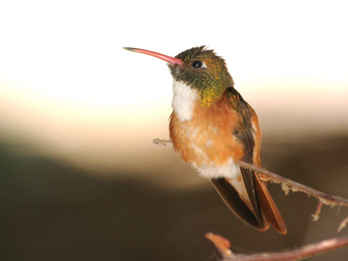Amazilia Hummingbird - ML39510181