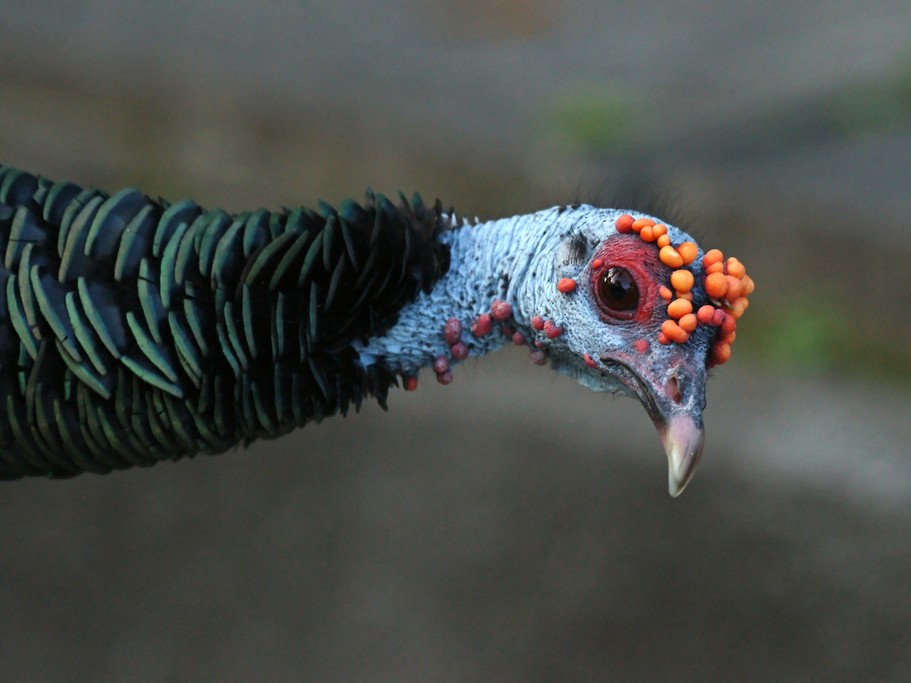 Ocellated Turkey - David Irving