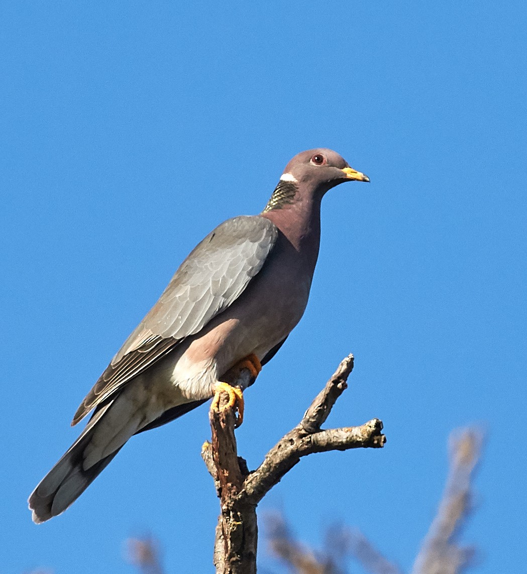 Band-tailed Pigeon - Brooke Miller