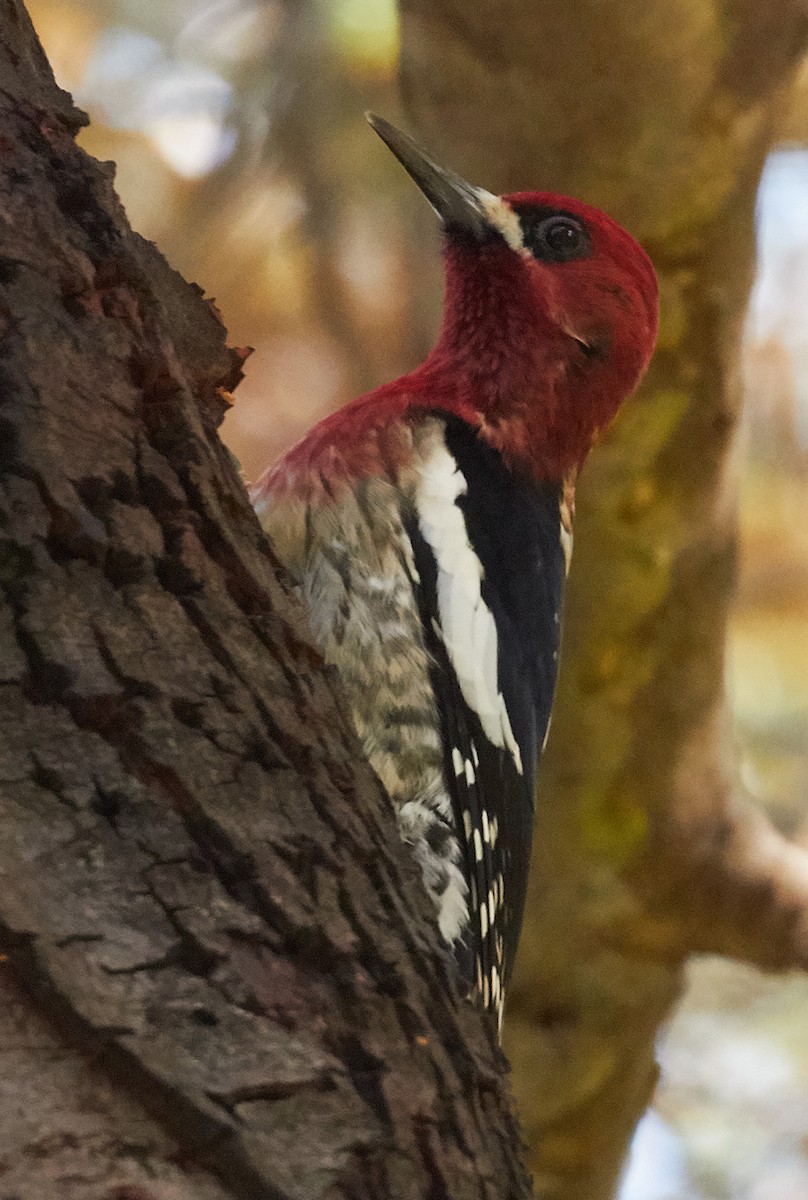 Red-breasted Sapsucker - ML39510601