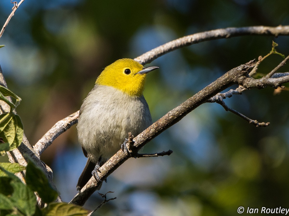 Yellow-headed Warbler - Ian Routley