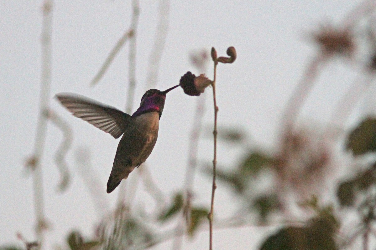 Costa's Hummingbird - ML395122061