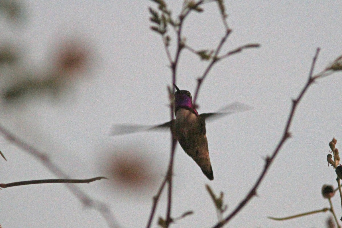 Costa's Hummingbird - ML395122071