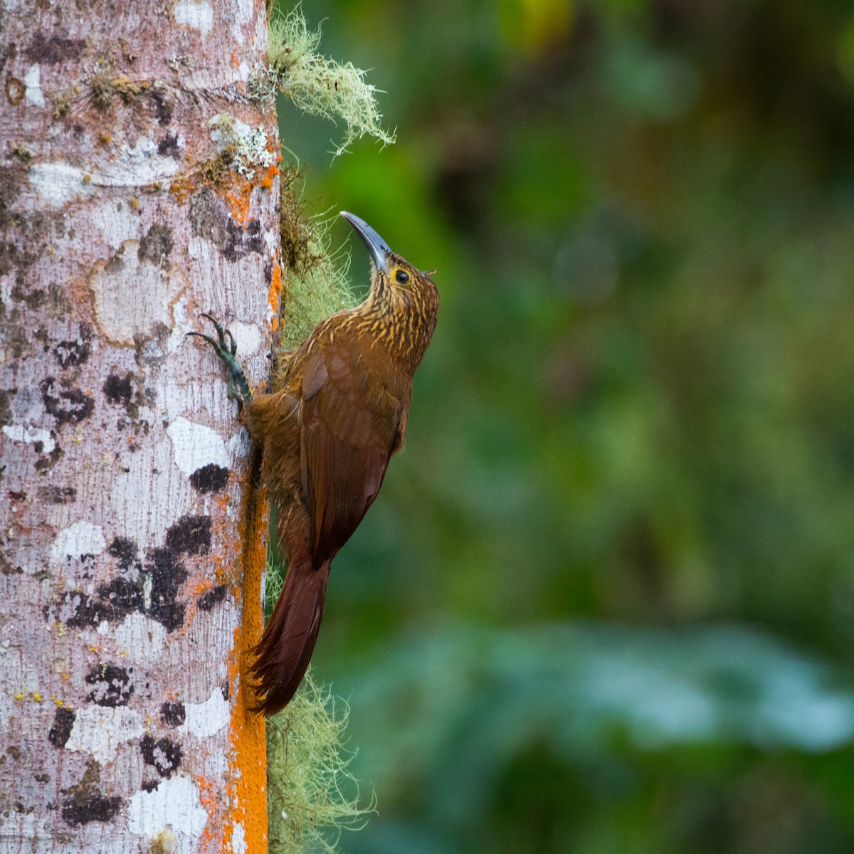 Strong-billed Woodcreeper - ML395123091