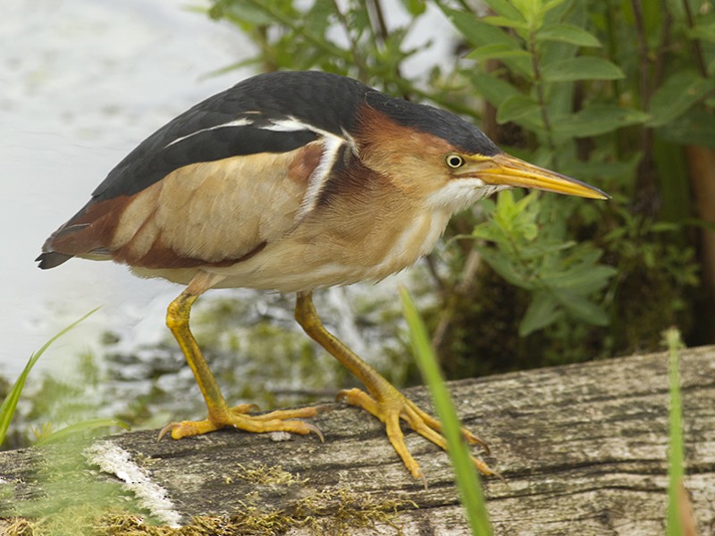 bittern bird