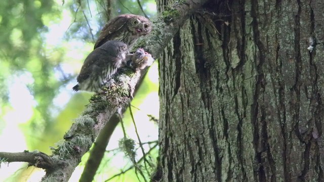 Northern Pygmy-Owl (Pacific) - ML395127251