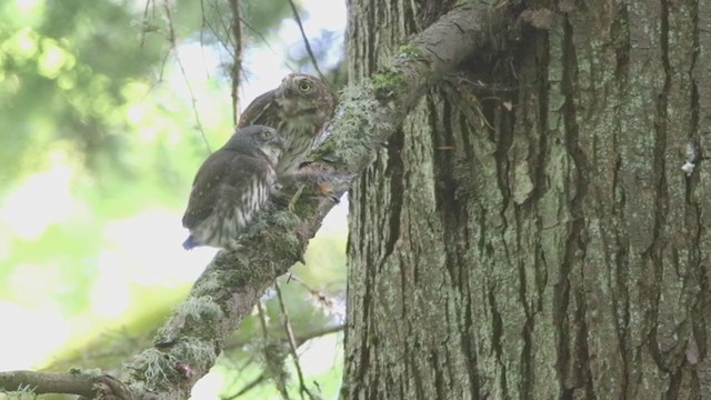 Northern Pygmy-Owl (Pacific) - ML395128291
