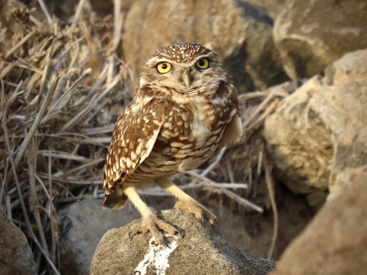 Burrowing Owl - ML395129311