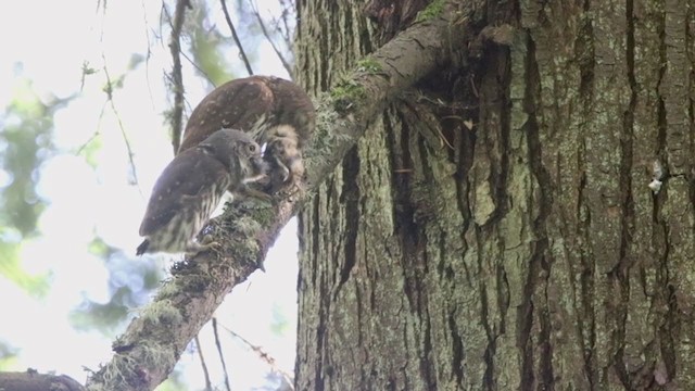 Northern Pygmy-Owl (Pacific) - ML395129331