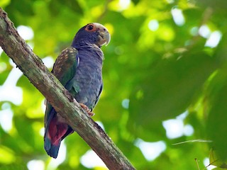  - White-crowned Parrot