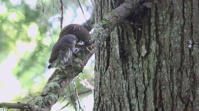 Northern Pygmy-Owl (Pacific) - ML395129971