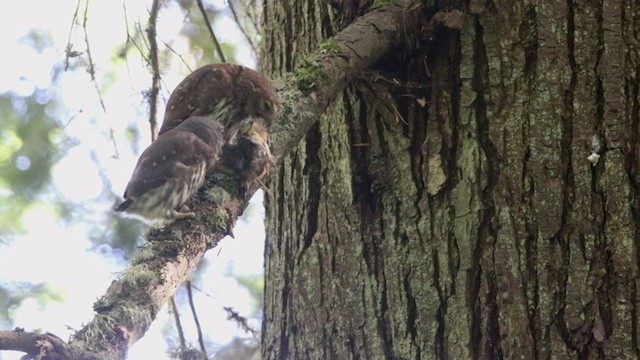 Northern Pygmy-Owl (Pacific) - ML395130771