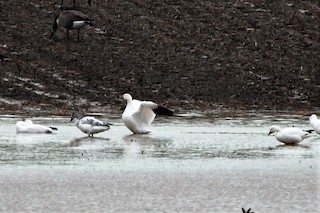 Snow Goose, ML395140641