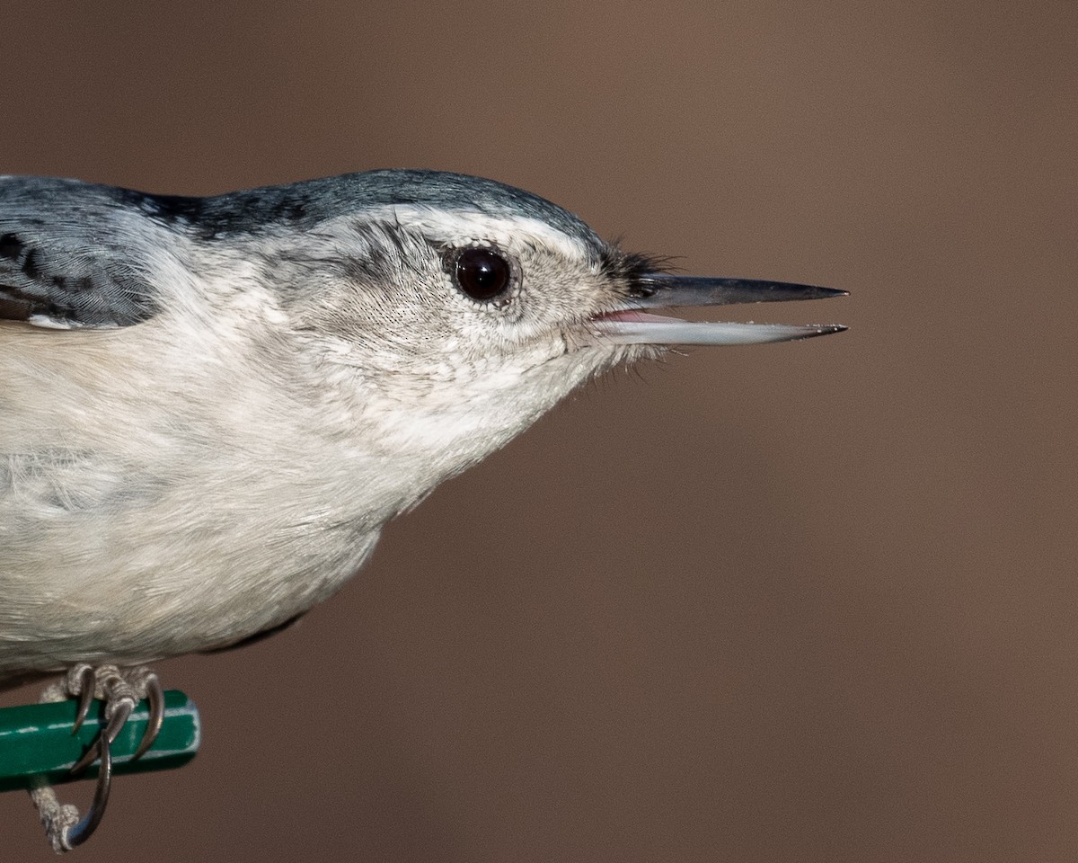White-breasted Nuthatch - Graham Deese