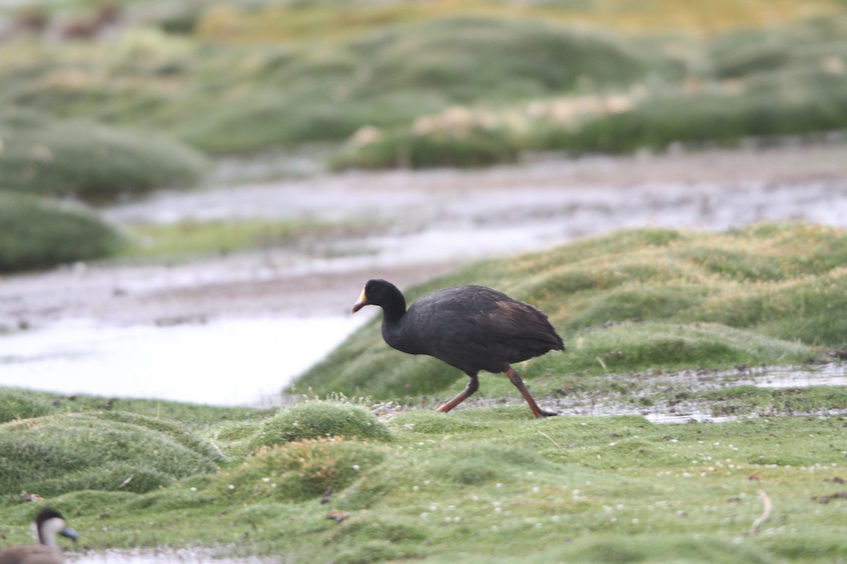 Giant Coot - ML39515201