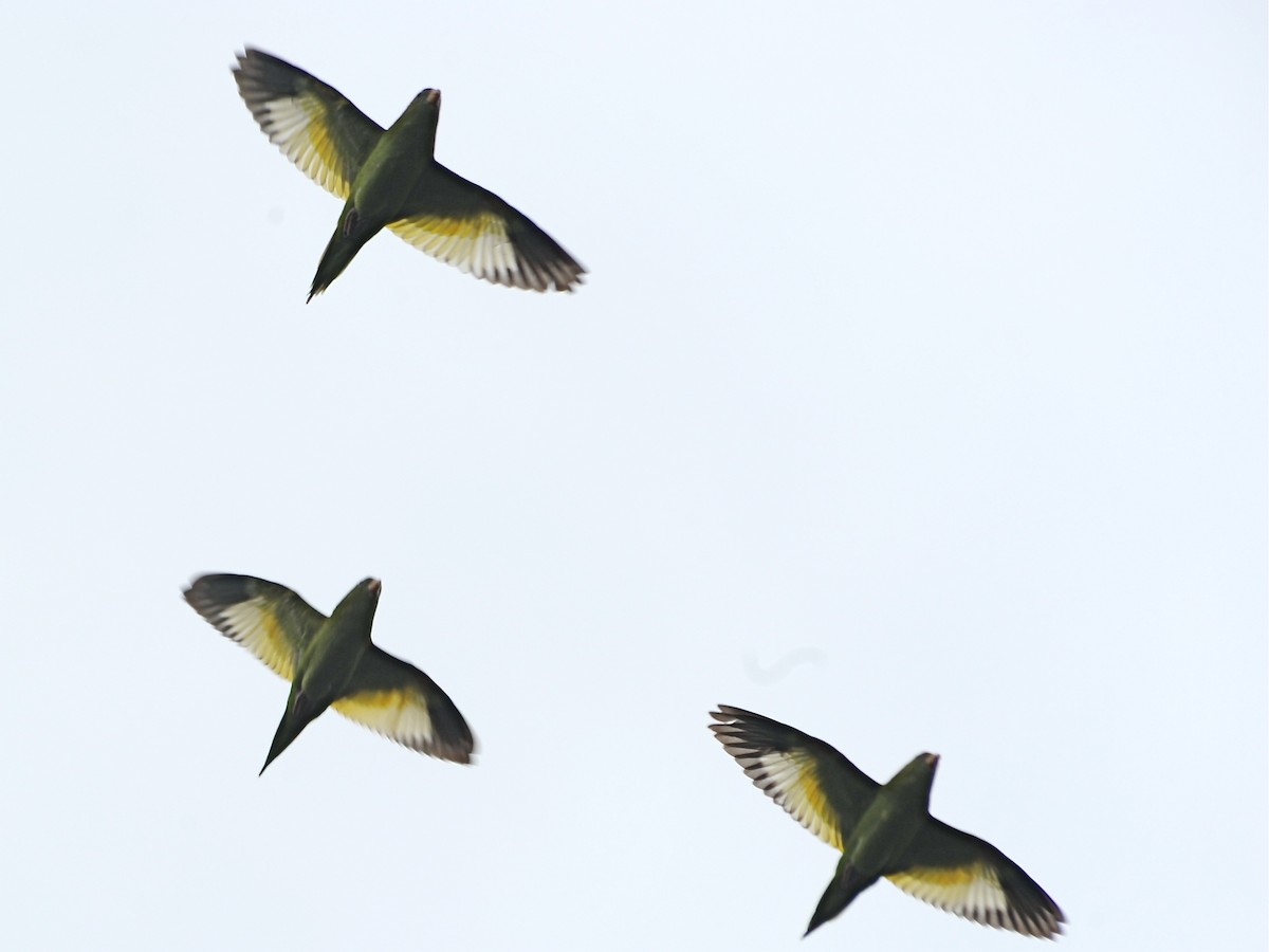 White-winged Parakeet - Alan Van Norman
