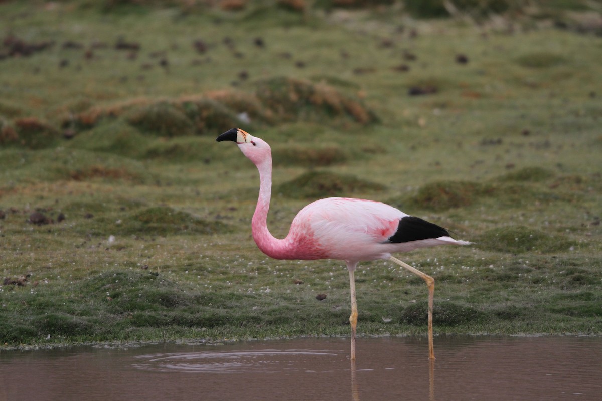 Andean Flamingo - ML39515721