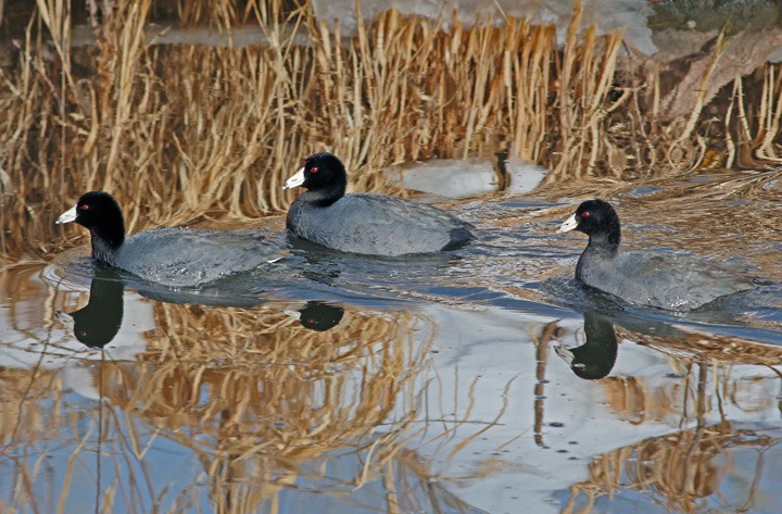 American Coot (Red-shielded) - ML39516251