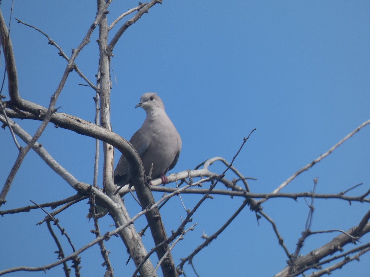 Eurasian Collared-Dove - ML395163521