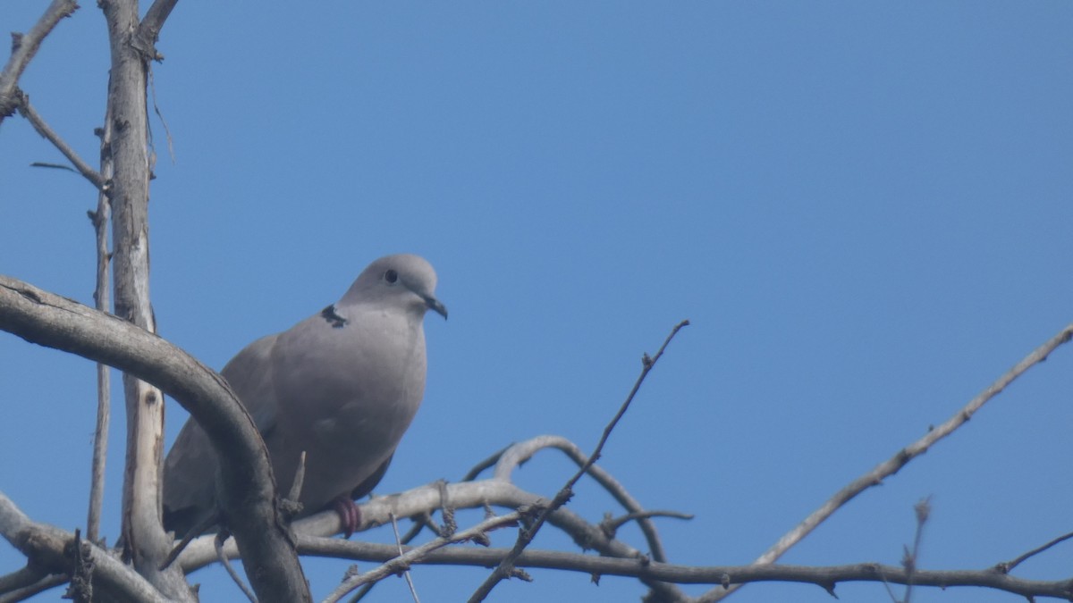 Eurasian Collared-Dove - ML395164091