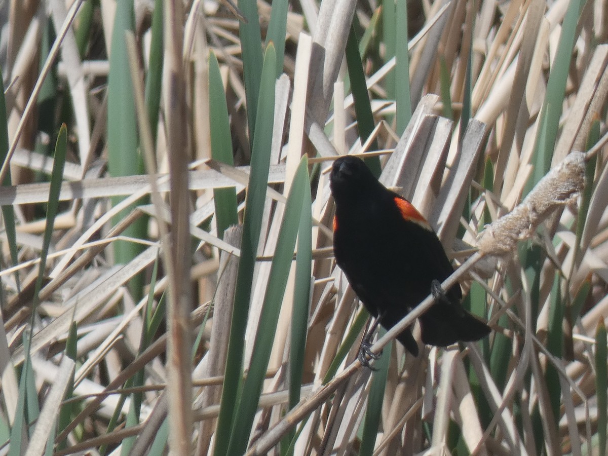Red-winged Blackbird - Glenn Vakalala