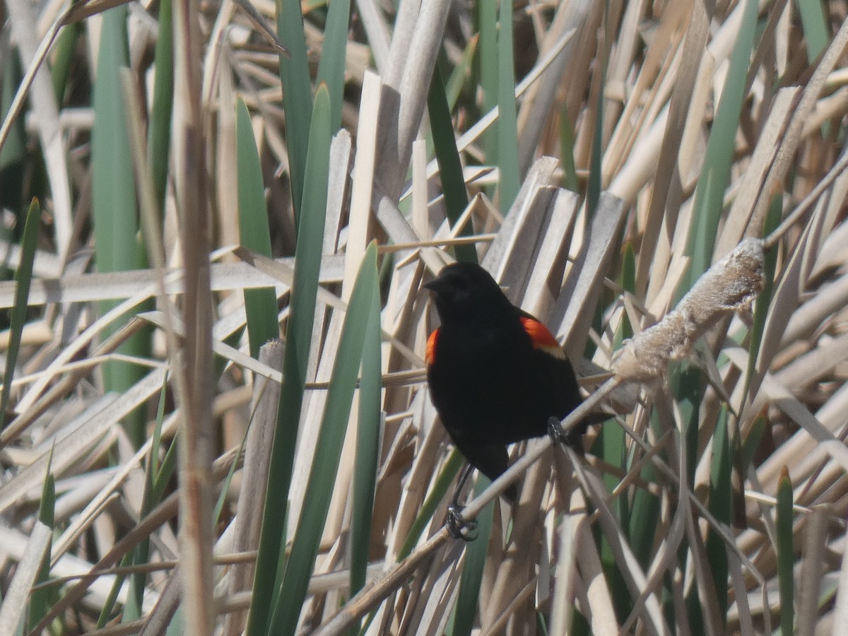Red-winged Blackbird - ML395165681