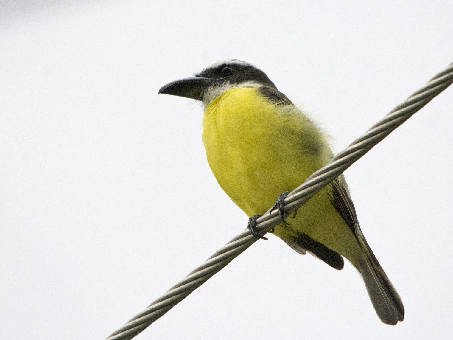 Boat-billed Flycatcher - eBird