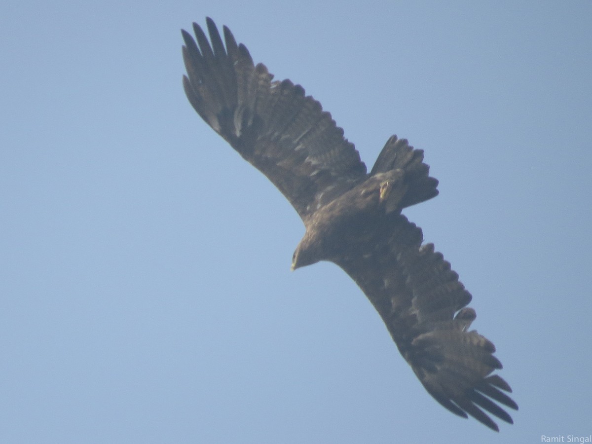 Indian Spotted Eagle - Ramit Singal