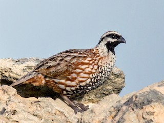  - Black-throated Bobwhite