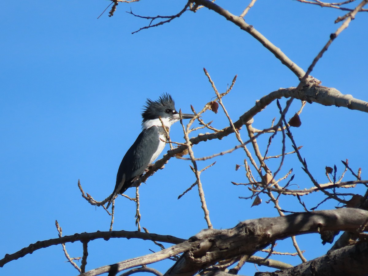Belted Kingfisher - ML395180151