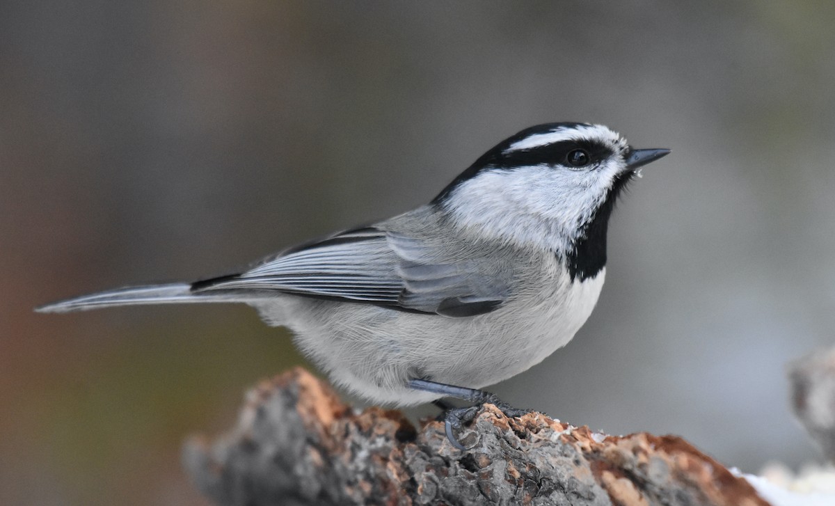 Mountain Chickadee - Susan and Andy Gower/Karassowitsch