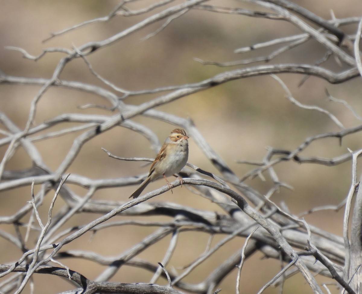 Clay-colored Sparrow - ML395186391