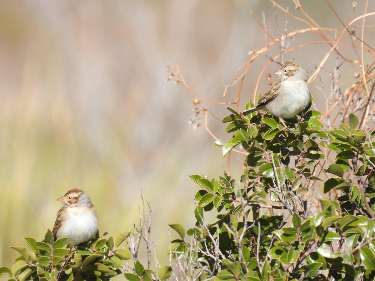 Clay-colored Sparrow - ML395186521