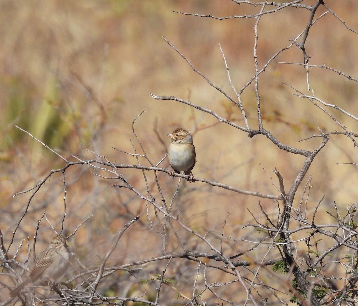 Clay-colored Sparrow - ML395186801