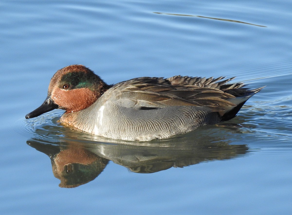 Green-winged Teal - ML395186881
