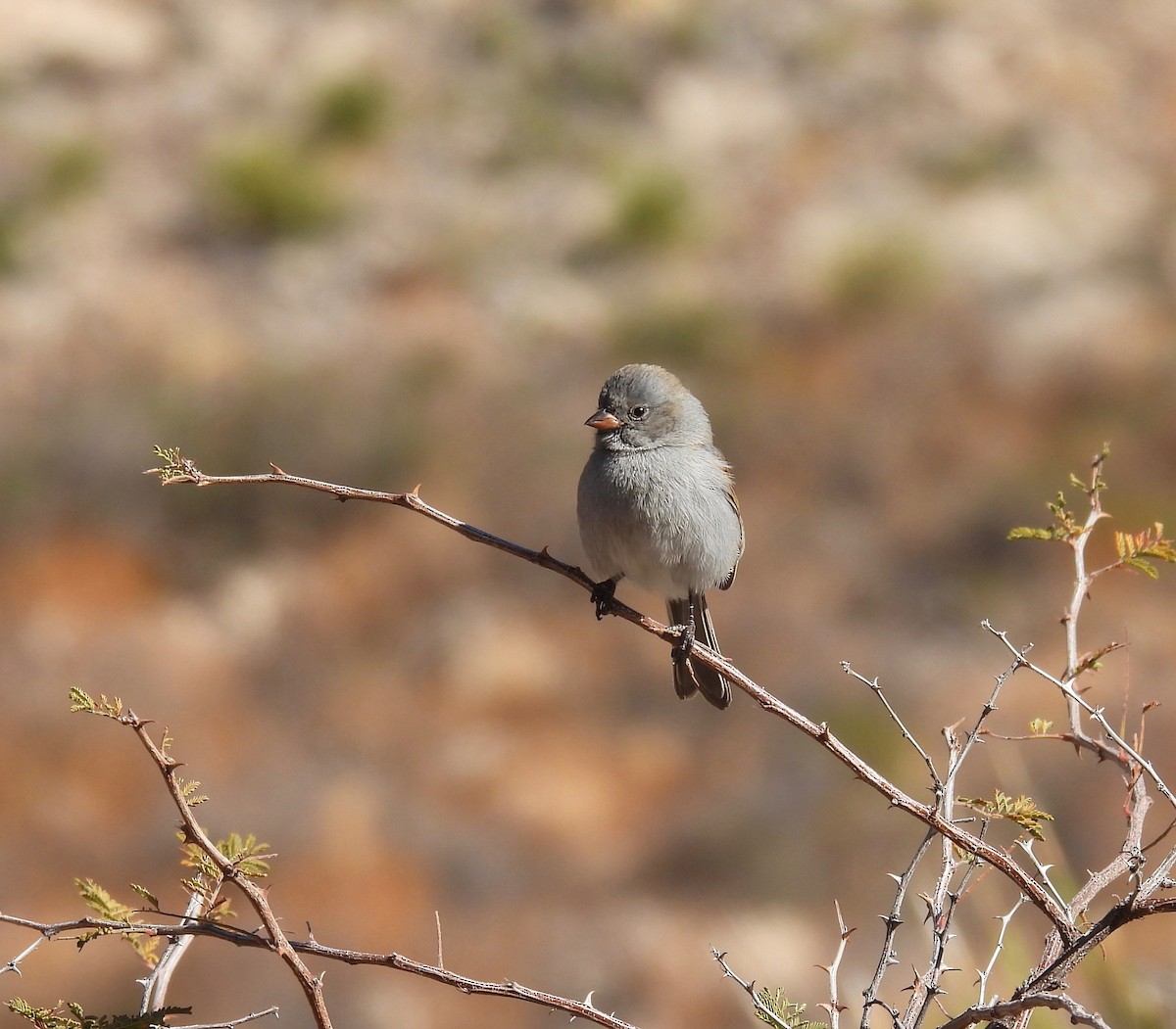 Black-chinned Sparrow - ML395187511