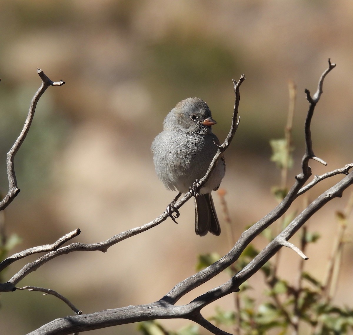 Black-chinned Sparrow - ML395189881