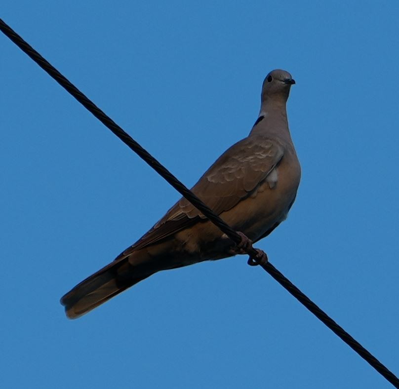 Eurasian Collared-Dove - ML395192381