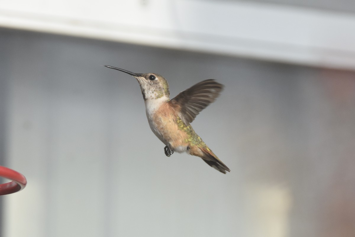 Rufous/Allen's Hummingbird - Pete Monacell