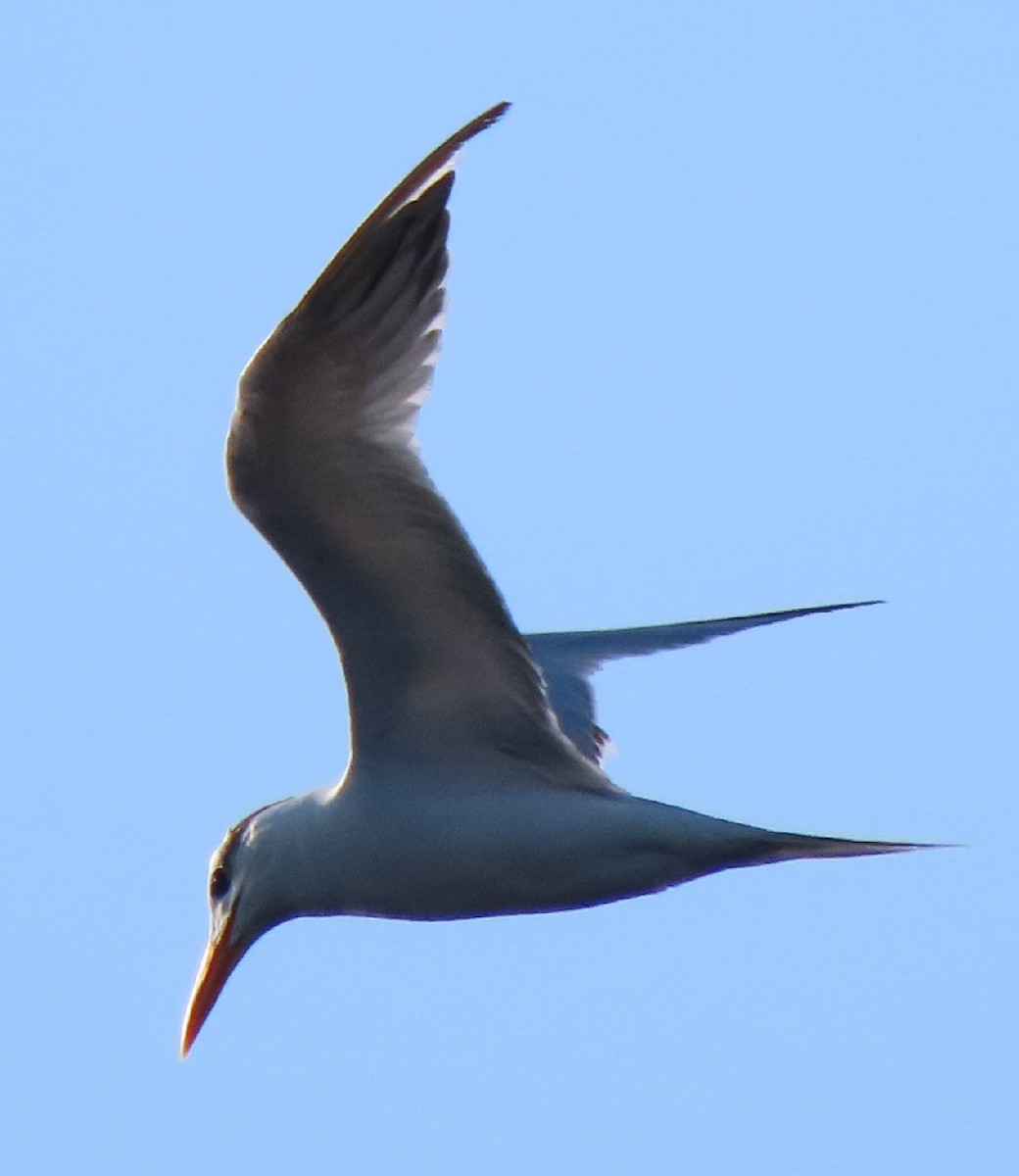 Royal Tern - Cathleen Burns