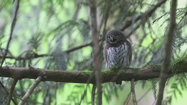 Northern Pygmy-Owl (Pacific) - ML395198131