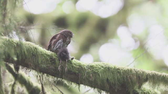 Northern Pygmy-Owl (Pacific) - ML395199261
