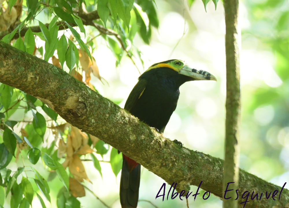 Spot-billed Toucanet - Alberto Esquivel Wildlife PY