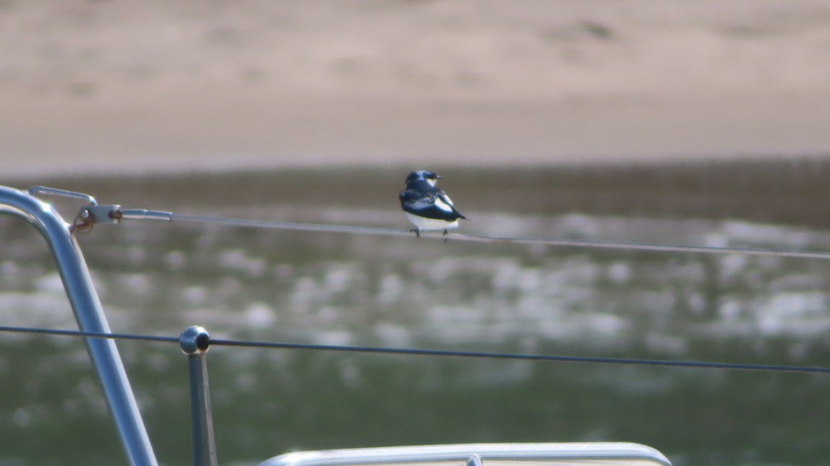 White-winged Swallow - ML395201321